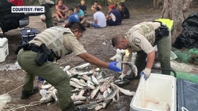 FWC officers hook 10 for illegal fishing with gillnets the length of 4 football fields