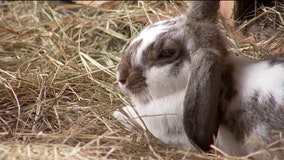 Hillsborough County commissioners hold off on rabbit sales ban