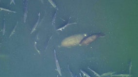 Giant tarpon, leaping rays swim alongside manatees at TECO power plant