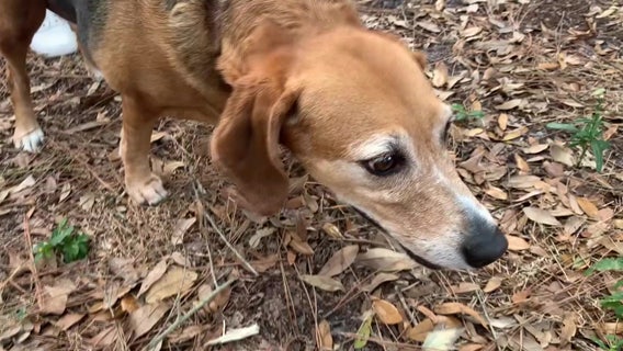 Contagious respiratory disease for dogs spreading in South Florida: Miami-Dade Animal Services