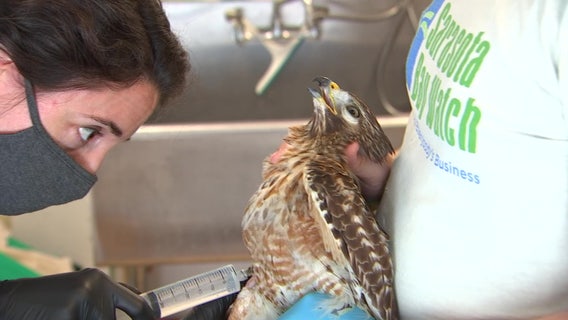 Sarasota seabird sanctuary rescues, rehabilitates and releases thousands of birds each year