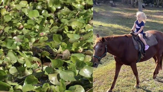 Death of 3 horses leads rancher to discover poisonous, invasive plant on his land