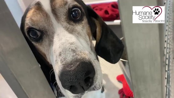 Hound goes to forever home after being Tampa Humane Society's longest resident