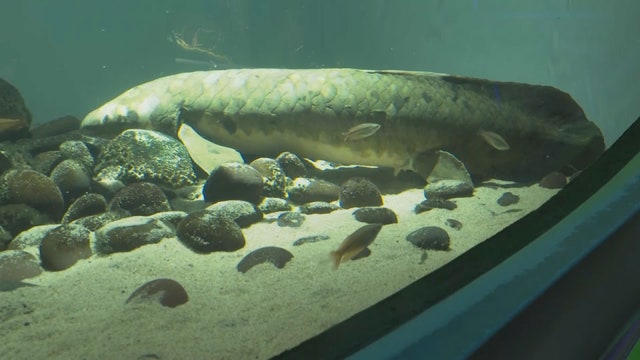 Meet Methuselah, the oldest living aquarium fish in the world