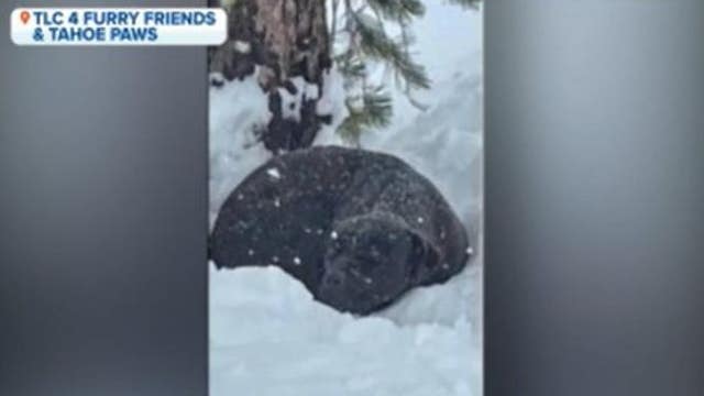 Amazing rescue: Dog ran away in August wildfire, rescued in feet of snow