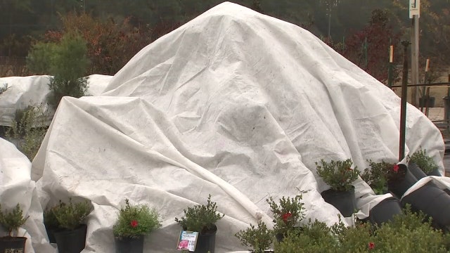 Protect your plants: With freeze watch for most of Bay Area, now’s the time to prepare your garden