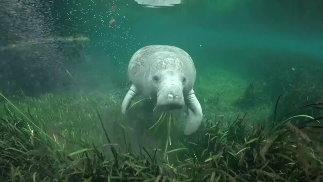 Environmental program seeking $17.5 million to restore seagrass, clams in 3 Bay Area estuaries