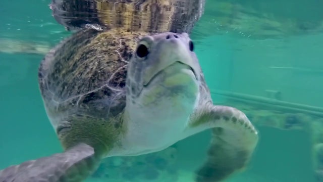 Turtle escape-hatches now required in more shrimp nets across U.S.