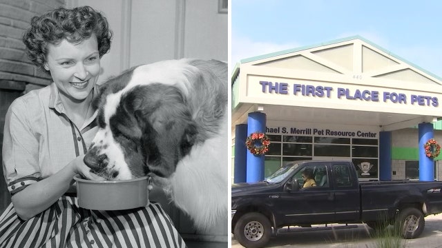 Betty White Challenge: Hillsborough Pet Resource Center waiving adoption fees