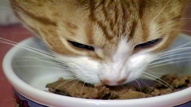 Pet owners resort to making cat food as supply chain issues leave shelves empty
