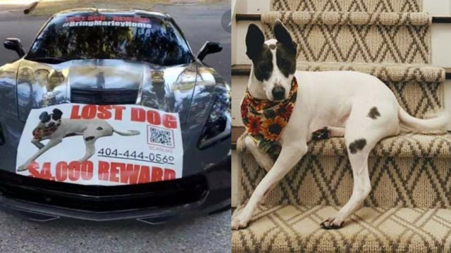 Georgia family offers cash, Corvette for dog missing in Hilton Head