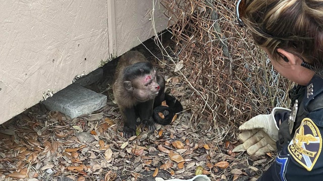 St. Pete officer finds 'lost little monkey' in neighborhood