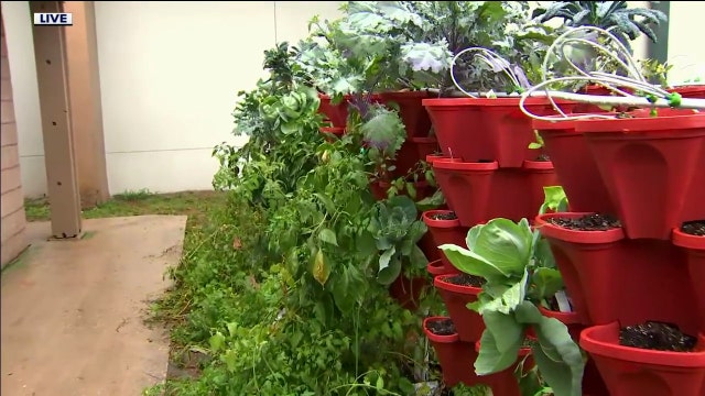 Tampa expanding community gardens at parks and recreation centers
