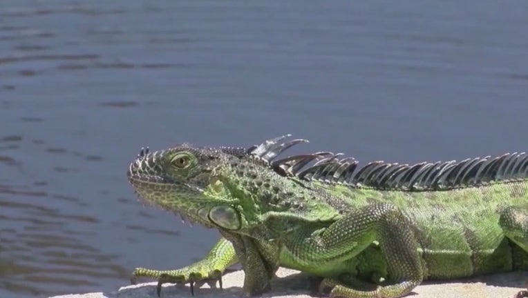 iguana-Florida-invasive