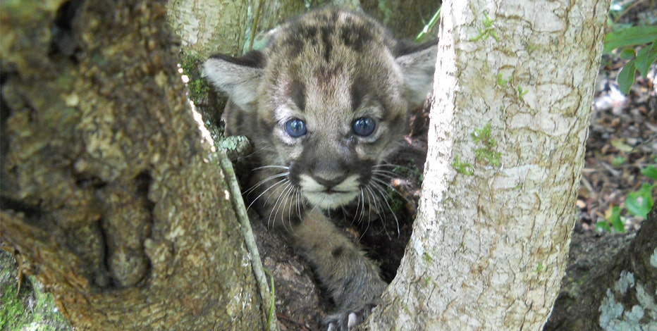 The Carolina Panther Has Officially Been Declared Extinct - Charlotte  Stories