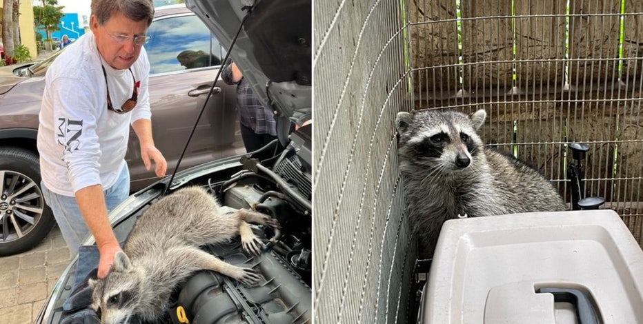 Raccoon rescued after getting stuck in car engine block in Bradenton Beach | FOX 13 Tampa Bay