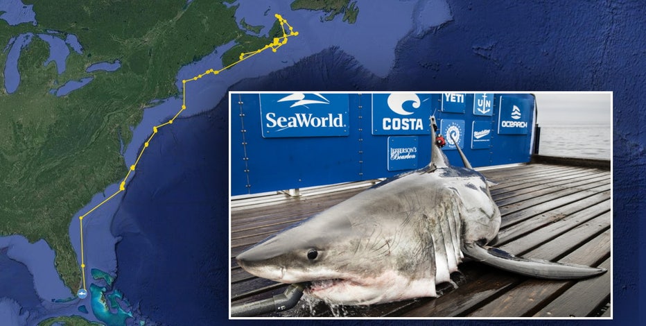 Mysterious giant shark tracked by satellites, rare sightings