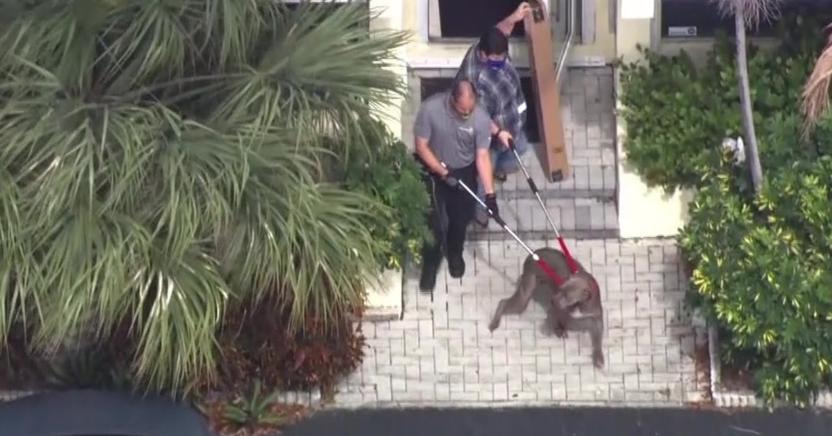 Woman killed in dog attack at South Florida animal rescue | FOX 13 ...