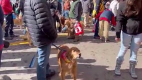 Hundreds of golden retrievers gather in Golden, Colorado for annual celebration