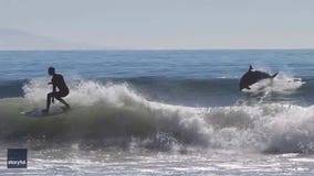 Watch: Dolphins ride waves alongside surfers off California coast