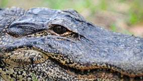 Alligator mating season starts soon: Here are tips to stay safe