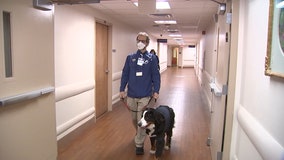 Voice of Tampa Bay Lightning Radio roams TGH with therapy dog to give all a break from reality