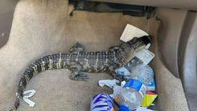 California man arrested with live alligator in his car