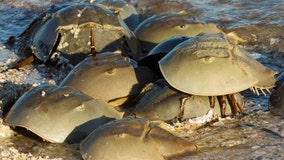 FWC asks for horseshoe crab sighting reports