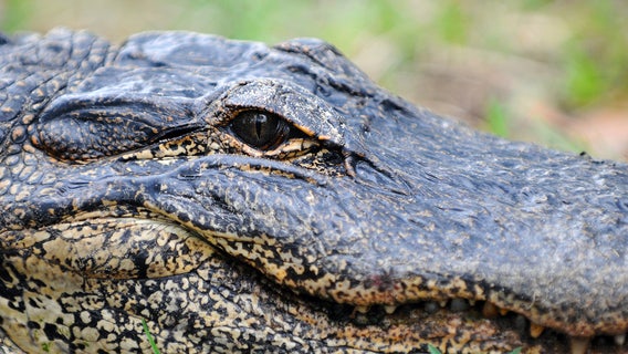 Alligator mating season starts soon: Here are tips to stay safe