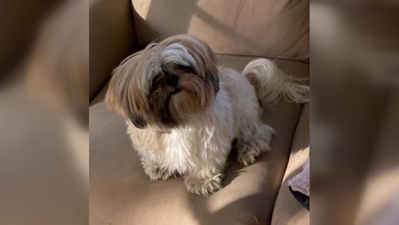 Heartbroken dog mom searching for beloved missing pet mistakenly given to woman claiming to know owner