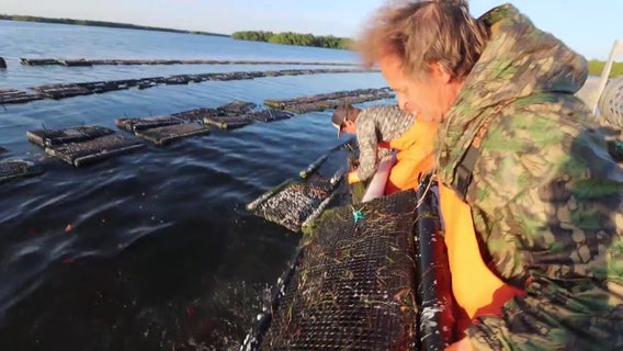 St. Pete couple reviving Tampa Bay’s lost oyster industry