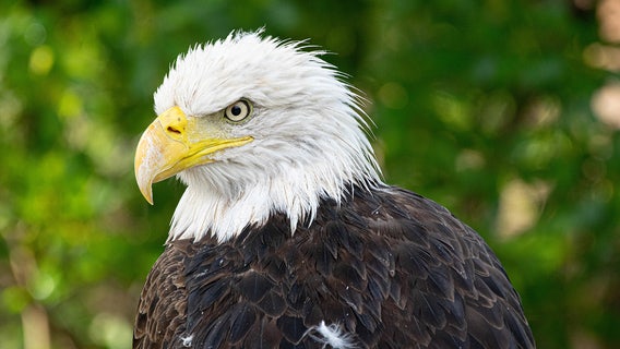 Nearly half of U.S. bald eagles suffer lead poisoning, study says