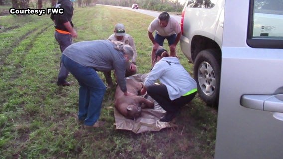 Florida panther that killed livestock may be at risk if caught by wildlife officials