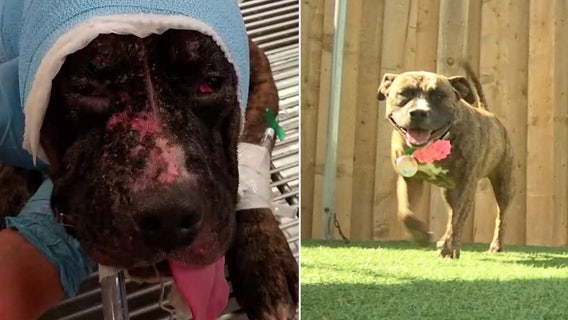 Dog who survived being set on fire becomes therapy dog for victims of abuse