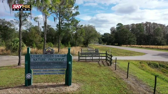 Lower Green Swamp is Hillsborough County's largest plot of wild Florida