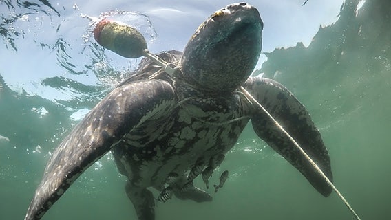 For leatherback sea turtles, reporting entanglements is key to survival
