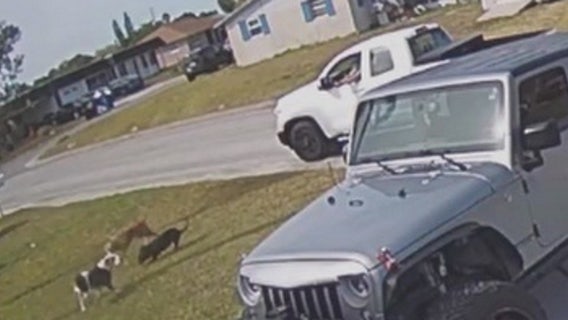 Pasco deputies make arrest after driver seen shooting dog in front of home