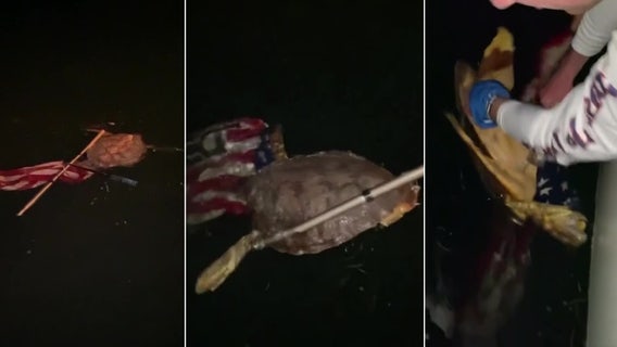 Florida boaters rescue sea turtle entangled in US flag