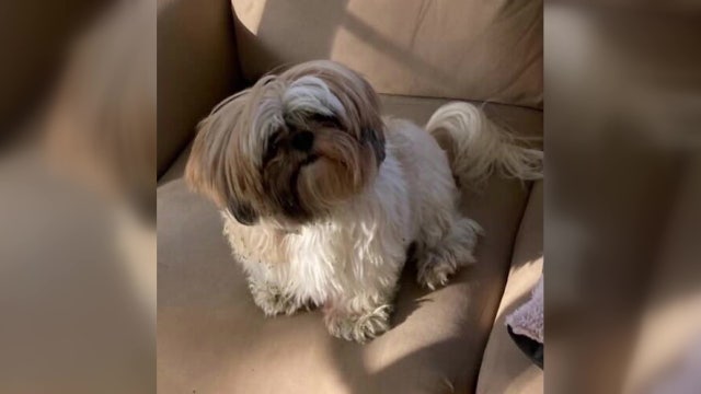 Heartbroken dog mom searching for beloved missing pet mistakenly given to woman claiming to know owner