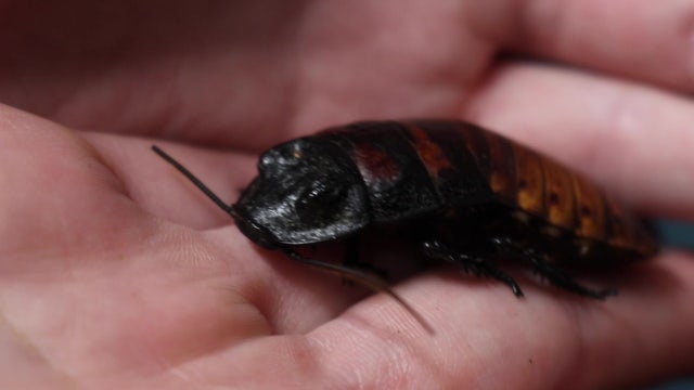 ‘Hiss and tell’: Name a cockroach after your ex at Florida Aquarium