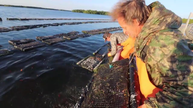 St. Pete couple reviving Tampa Bay’s lost oyster industry