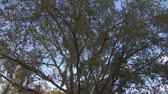 Allergy season hits Floridians hard as warm temperatures spring early