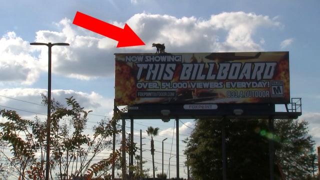 Florida man, with love for heights, has changed thousands of billboards in 30 years