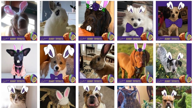 Pet photos wanted for Cadbury's yearly bunny contest