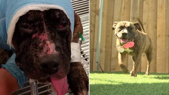 Dog who survived being set on fire becomes therapy dog for victims of abuse