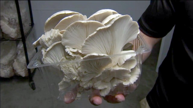 Exploring the benefits of mushrooms