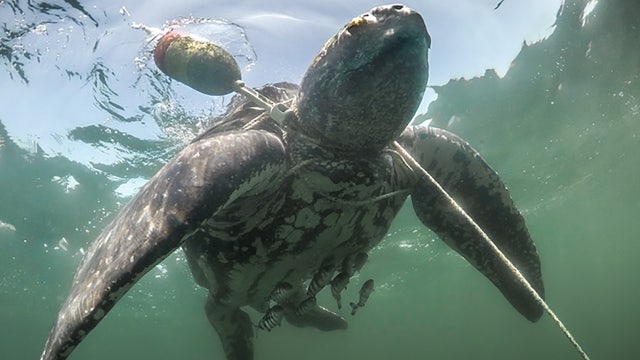 For leatherback sea turtles, reporting entanglements is key to survival
