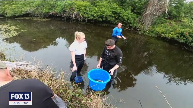 Mote Marine, Sarasota County team up to restore Venice creek
