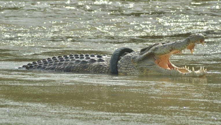 Crocodile Entangled in Tires
