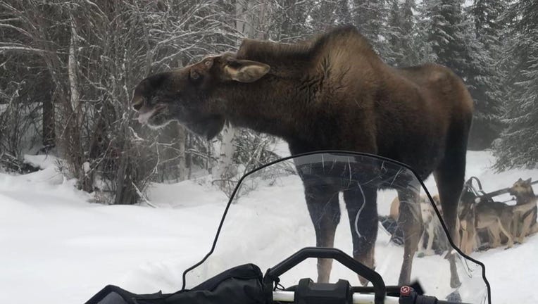moose on trail